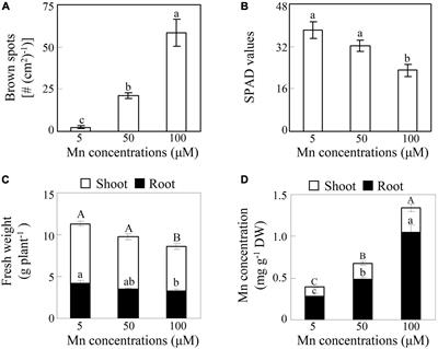 Characterization of Metal Tolerance Proteins and Functional Analysis of GmMTP8.1 Involved in Manganese Tolerance in Soybean